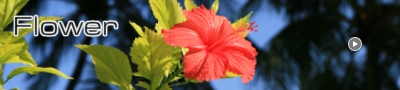 Flower / Bandos Island Resort & Spa （花々）