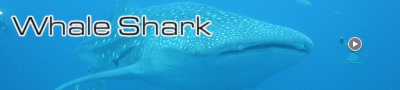 Whale Shark / KOH TAO （ジンベイザメ特集）