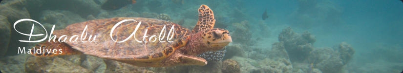 Dhaalu Atoll in Maldives Copy 「モルディブ　ダール環礁」