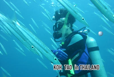 MAP / KOH TAO in THAILAND (地図)