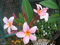 Flower / Kurumba （花々）