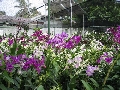 Flower / Kurumba （花々）