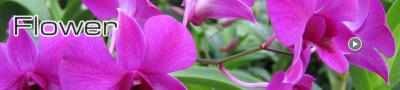 Flower / Kurumba Maldives （花々）