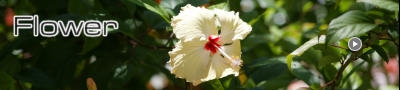 Flower / Conrad Maldives Rangali Island [Hilton Maldives Resort & Spa Rangali Island] (花)
