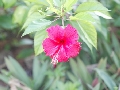 Flower / Hilton (Conrad)