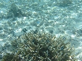 img_2090_rs.jpg